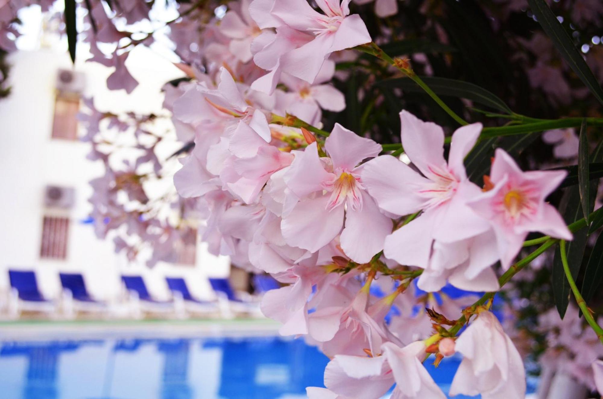 ALI BABA HOTEL — BODRUM — фотография отеля №33