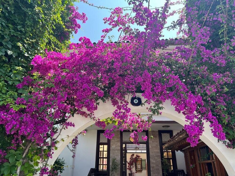 HOTEL PALMA ROSA — CAMYUVA — фотография отеля №17