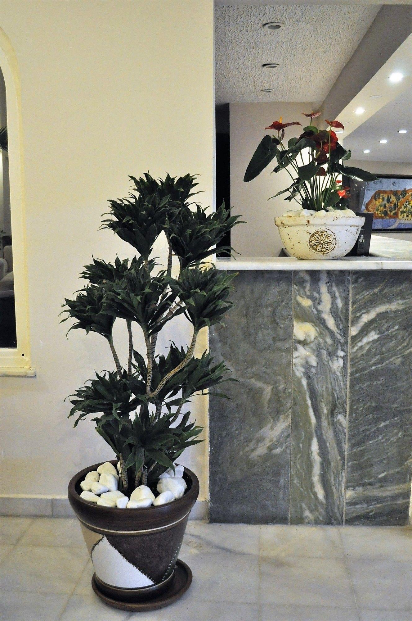 CLUB HOTEL SYEDRA PRINCESS — MAHMUTLAR — fotografie hotel nr. 15