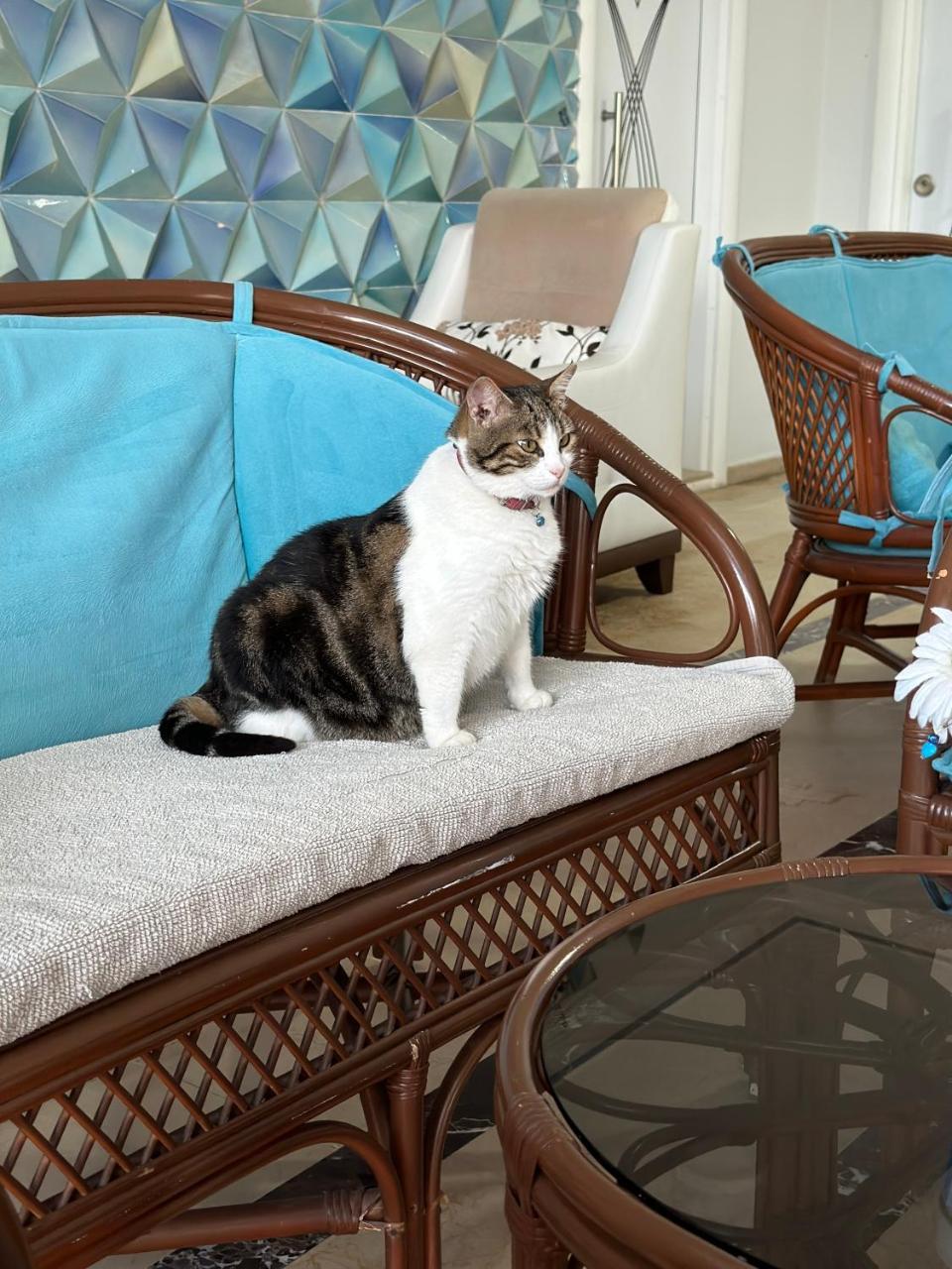 AMSTERDAM OTEL KEMER — KEMER — фотография отеля №16