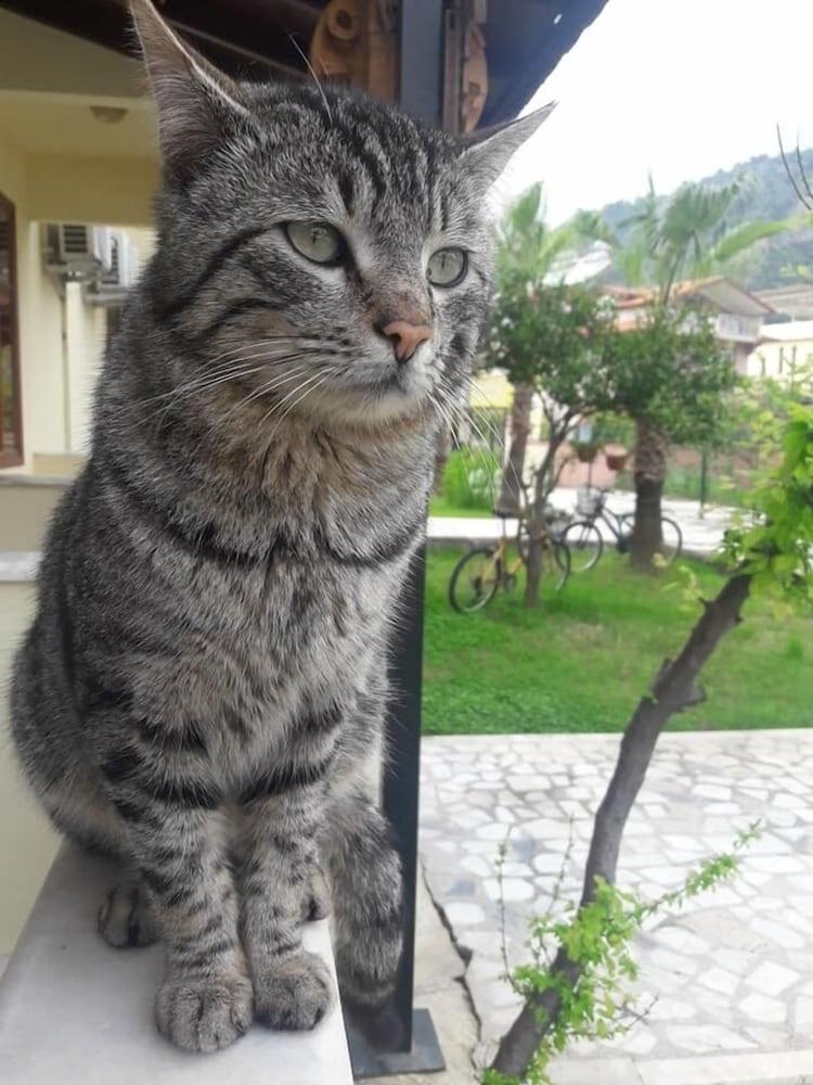 ERASMUS APART HOTEL — DALYAN — fotografie hotel nr. 2