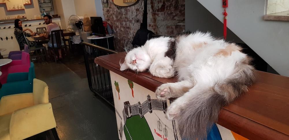 VEGAN BELLAVISTA HOSTEL — ISTANBUL — фотография отеля №3