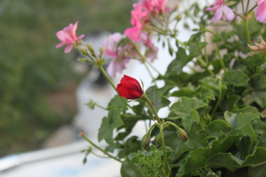 BUMERANG SUITES HOTEL — BODRUM — фотография отеля №24