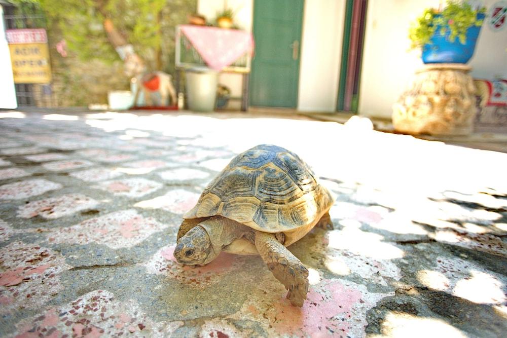 GARDEN PALACE PANSIYON CAFE & BAR — KUSADASI — fotografie hotel nr. 25