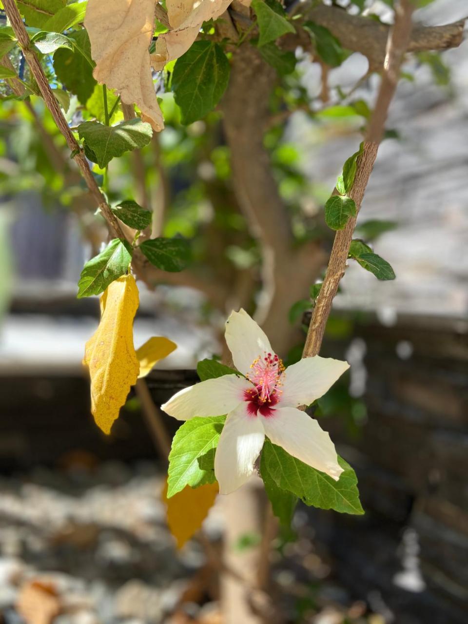 DEFNE RESIDENCE SELIMIYE — MARMARIS — fotografie hotel nr. 30