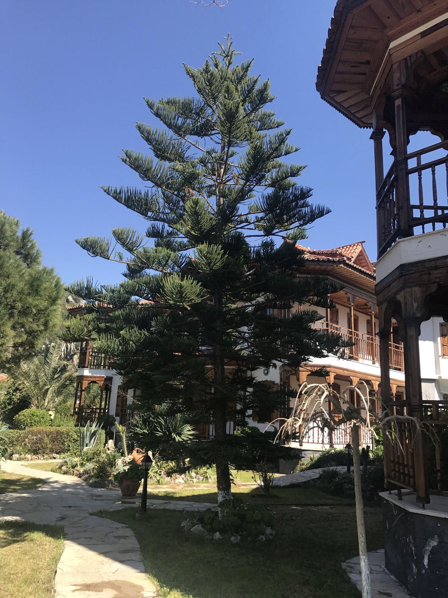 ASUR HOTEL & APARTMENTS & VILLAS — DALYAN — fotografie hotel nr. 35