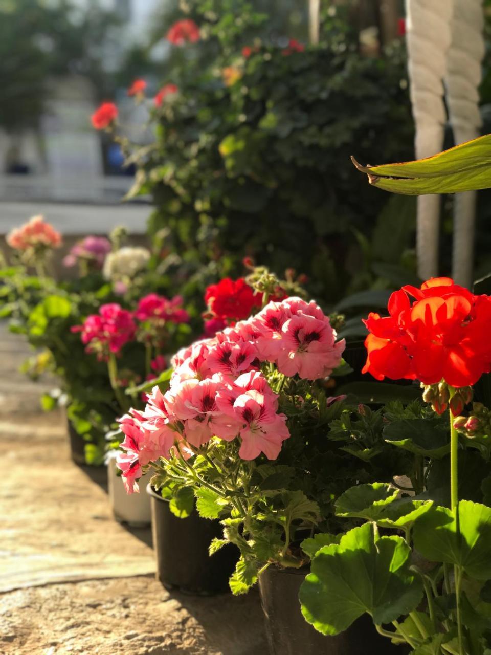 ARTUNC — BODRUM — fotografie hotel nr. 15