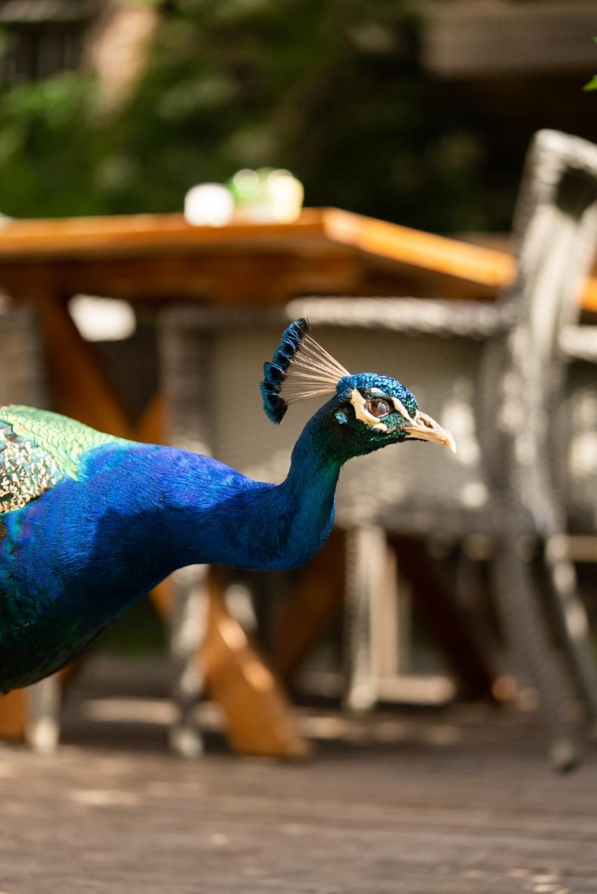 GOLDEN KEY BORDUBET — MARMARIS — fotografie hotel nr. 29