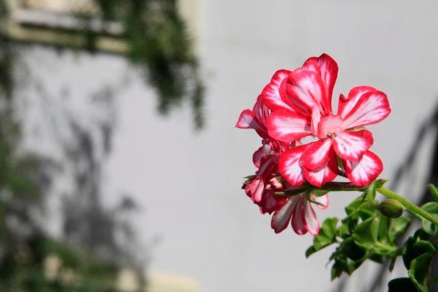 EMELCE APARTS — BODRUM — фотография отеля №33