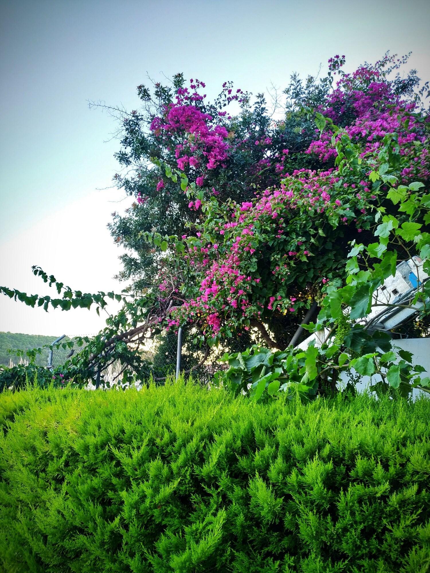 YALCIN — CESME — fotografie hotel nr. 21