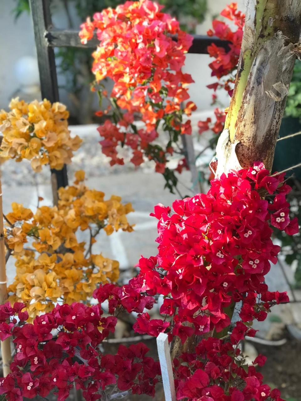 ARTUNC — BODRUM — fotografie hotel nr. 14