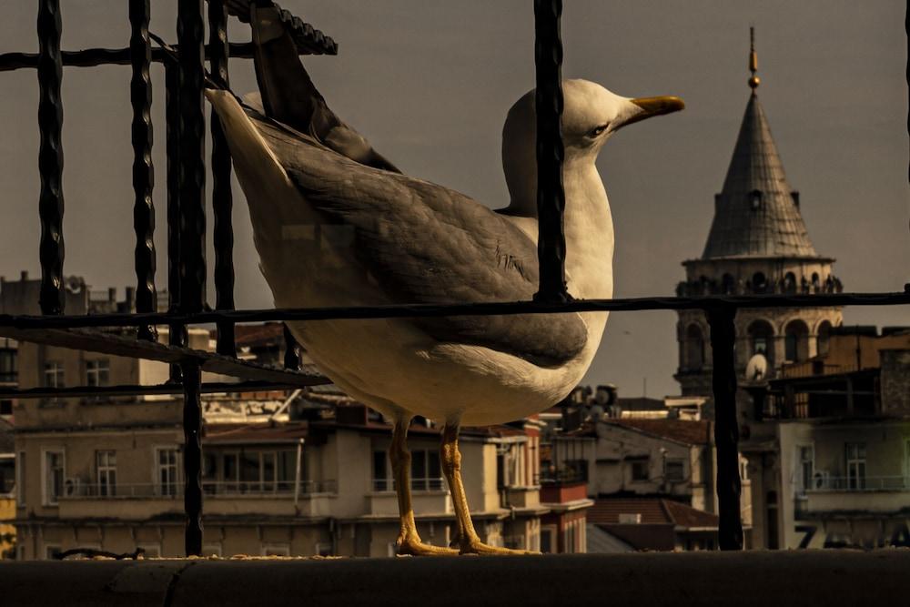 GALATA M84 — ISTANBUL — fotografie hotel nr. 24